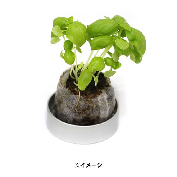 【単品】FNCY バジル栽培キット